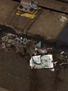 New York City wildlife!